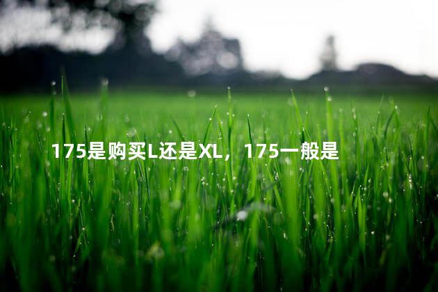 175是购买L还是XL，175一般是l还是xl