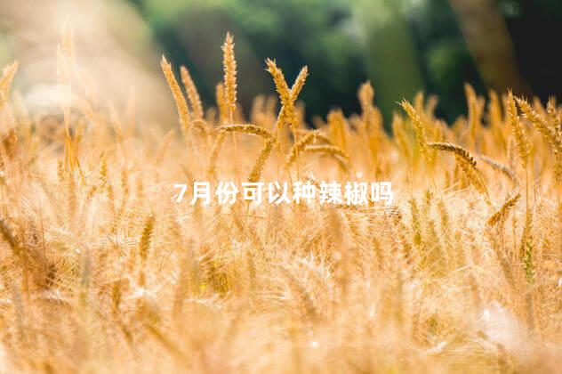 7月份可以种辣椒吗