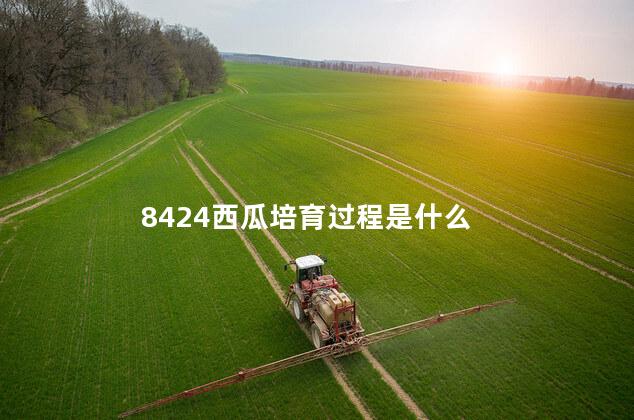 8424西瓜培育过程是什么 西瓜8424的种植技术