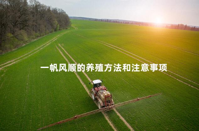 一帆风顺的养殖方法和注意事项