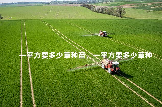 一平方要多少草种苗，一平方要多少草种草