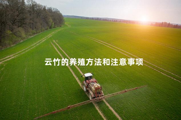 云竹的养殖方法和注意事项