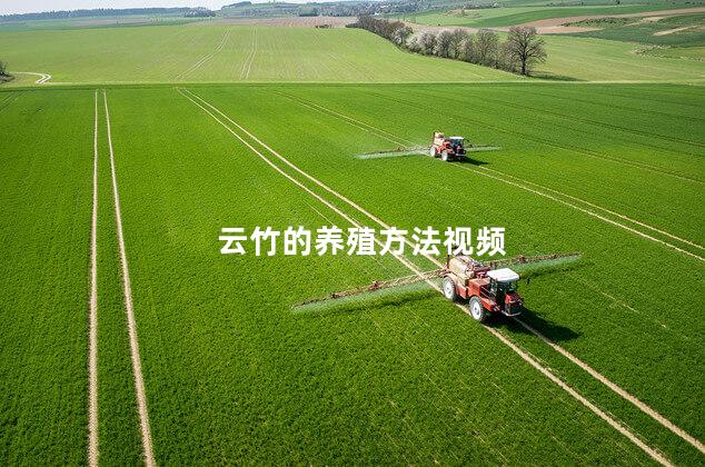 云竹的养殖方法视频