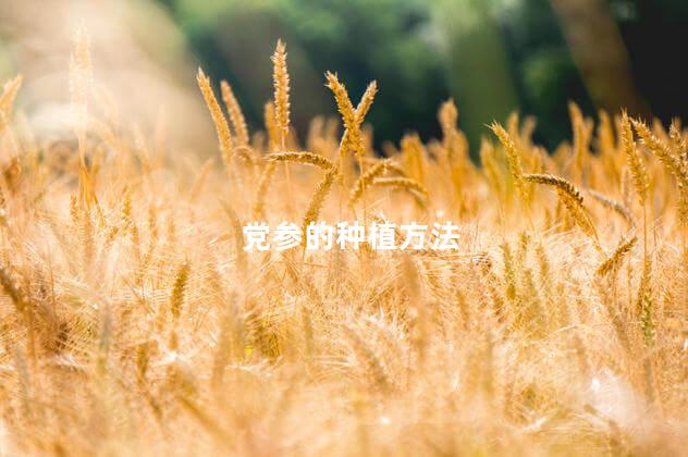 党参的种植方法