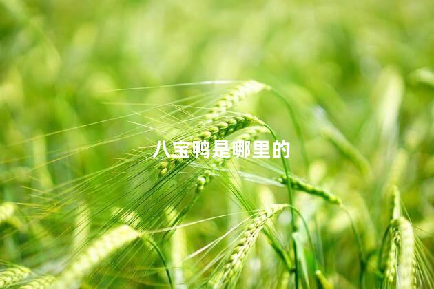 八宝鸭是哪里的