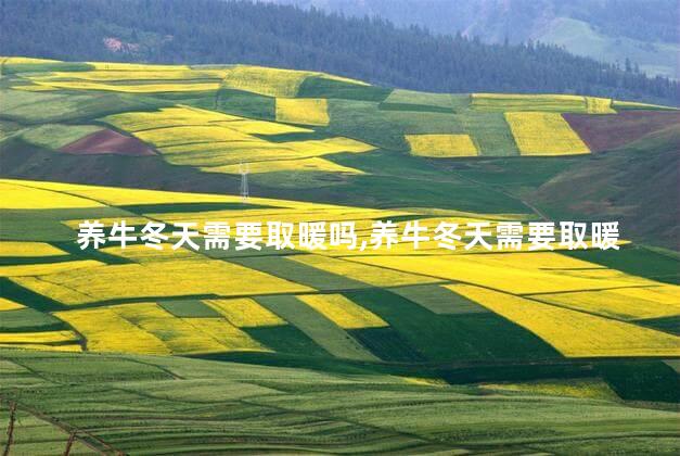 养牛冬天需要取暖吗,养牛冬天需要取暖吗视频