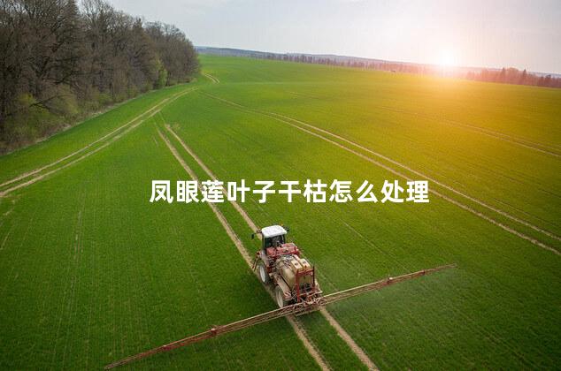 凤眼莲叶子干枯怎么处理