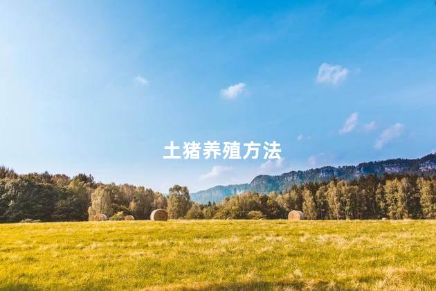 土猪养殖方法