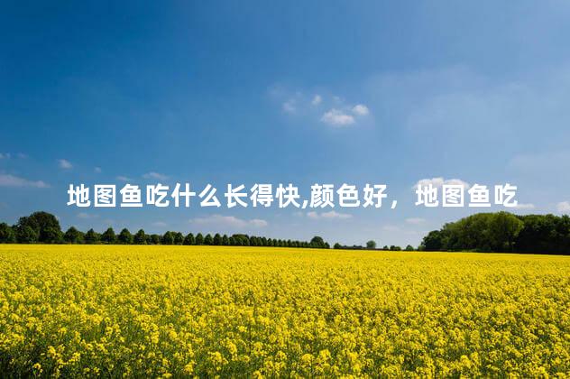 地图鱼吃什么长得快,颜色好，地图鱼吃什么饲料比较好