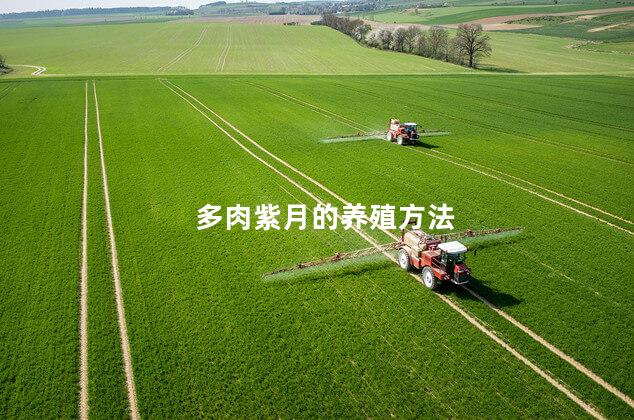 多肉紫月的养殖方法