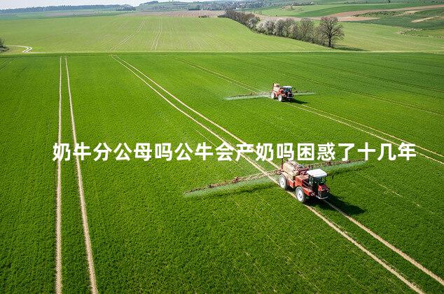 奶牛分公母吗公牛会产奶吗困惑了十几年的问题