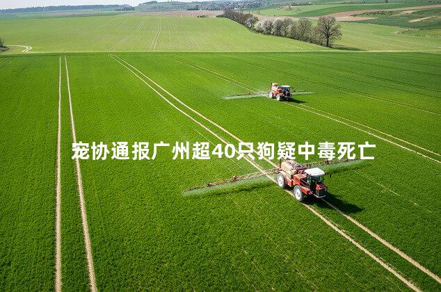 宠协通报广州超40只狗疑中毒死亡