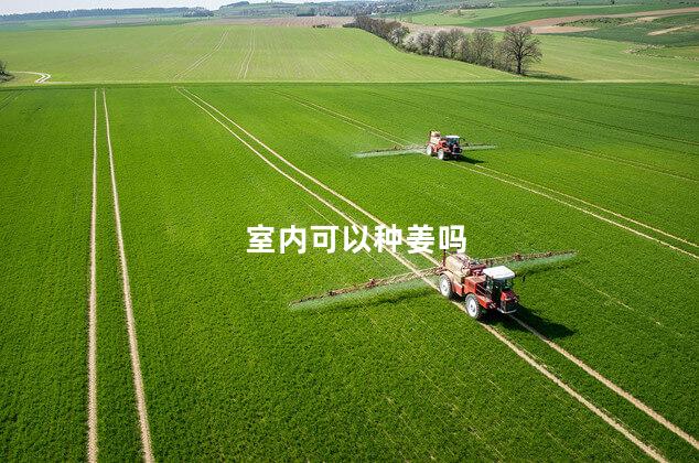 室内可以种姜吗