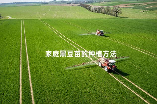 家庭黑豆苗的种植方法