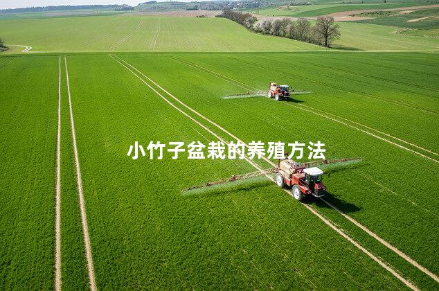 小竹子盆栽的养殖方法