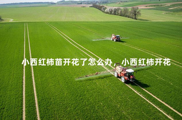 小西红柿苗开花了怎么办，小西红柿开花了怎么授粉