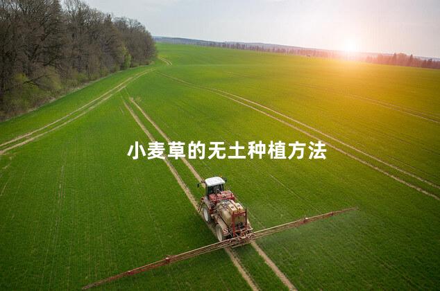 小麦草的无土种植方法