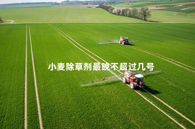 小麦除草剂最晚不超过几号 小麦多大可以打除草剂