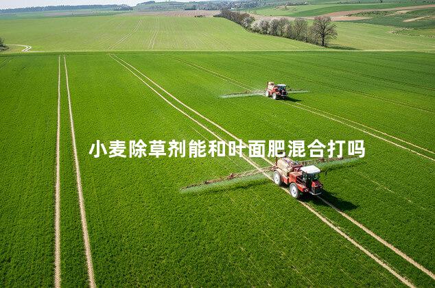 小麦除草剂能和叶面肥混合打吗 小麦用什么除草剂效果最好