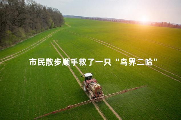 市民散步顺手救了一只“鸟界二哈”