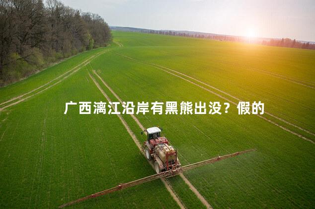 广西漓江沿岸有黑熊出没？假的