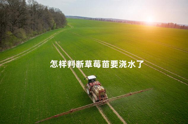 怎样判断草莓苗要浇水了 草莓坐果期如何浇水