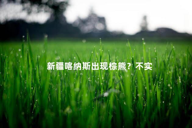 新疆喀纳斯出现棕熊？不实
