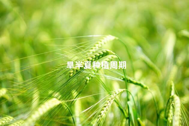 旱半夏种植周期