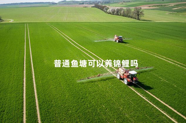 普通鱼塘可以养锦鲤吗