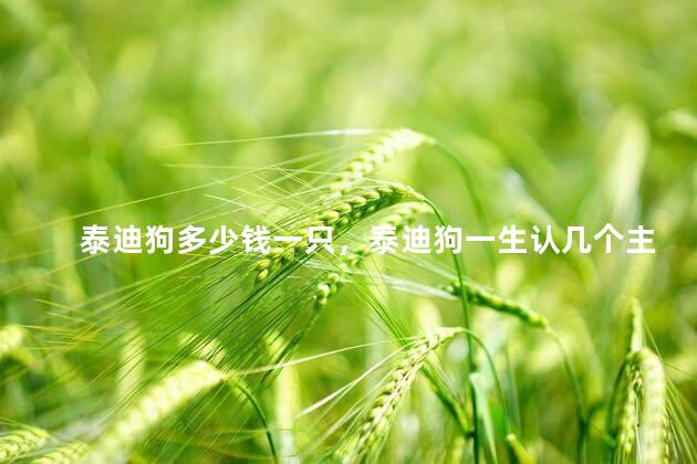 泰迪狗多少钱一只，泰迪狗一生认几个主人