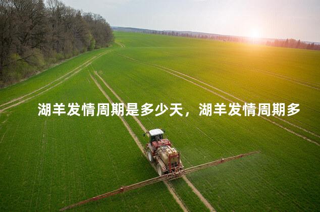 湖羊发情周期是多少天，湖羊发情周期多长