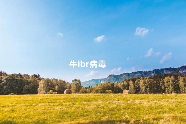 牛ibr病毒