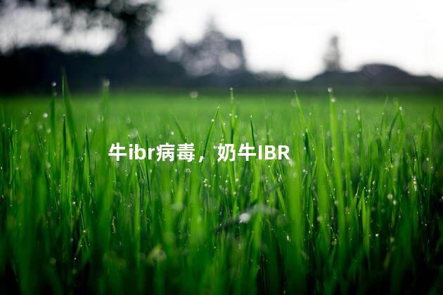 牛ibr病毒，奶牛IBR