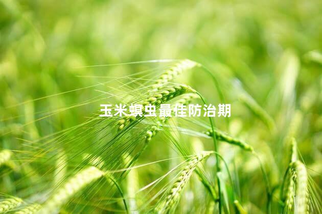 玉米螟虫最佳防治期 螟虫的防治方法