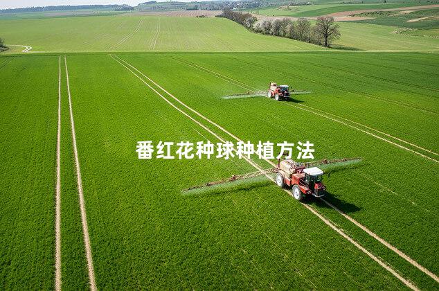 番红花种球种植方法