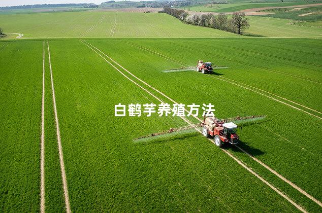 白鹤芋养殖方法