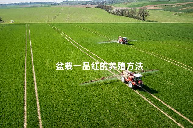 盆栽一品红的养殖方法