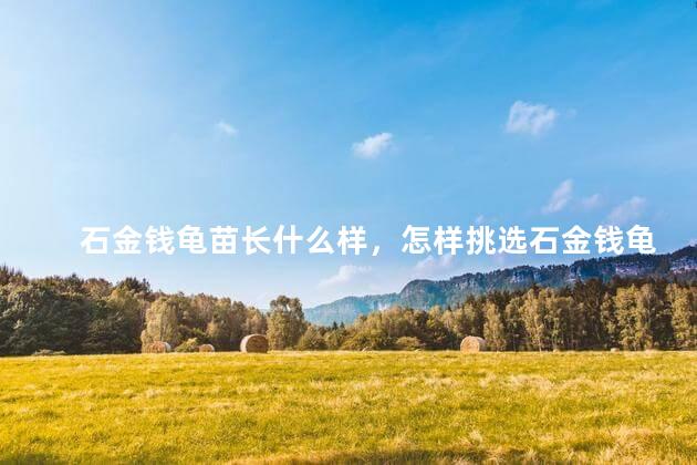 石金钱龟苗长什么样，怎样挑选石金钱龟苗