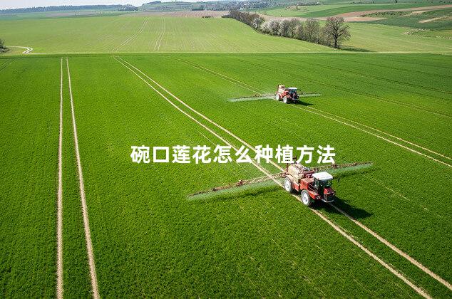 碗口莲花怎么种植方法