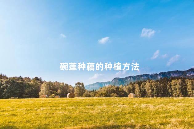 碗莲种藕的种植方法