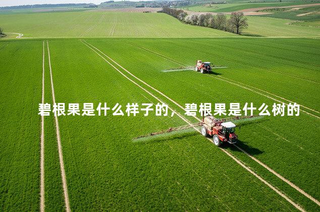 碧根果是什么样子的，碧根果是什么树的果实