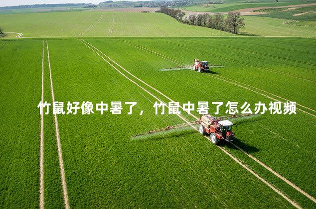 竹鼠好像中暑了，竹鼠中暑了怎么办视频
