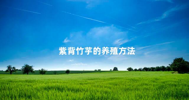 紫背竹芋的养殖方法