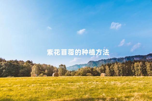 紫花苜蓿的种植方法