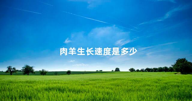 肉羊生长速度是多少