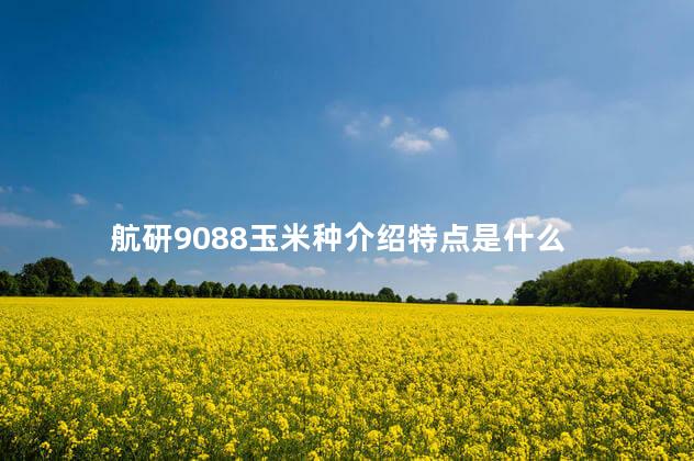 航研9088玉米种介绍特点是什么  天益青9088玉米种怎么样