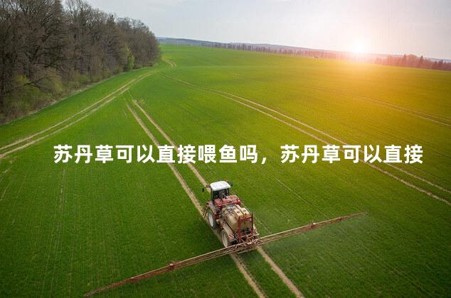 苏丹草可以直接喂鱼吗，苏丹草可以直接喂鱼吗视频