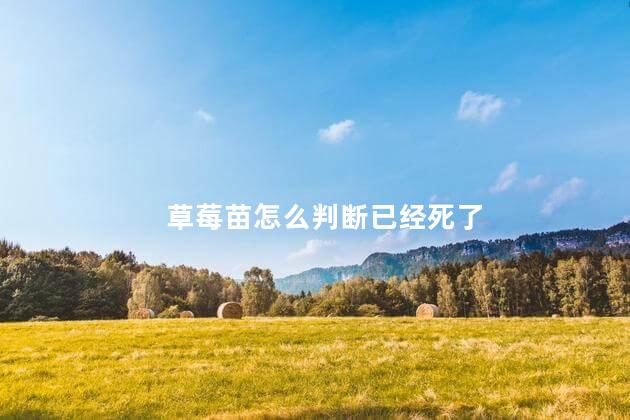 草莓苗怎么判断已经死了 草莓老苗怎么繁殖新苗