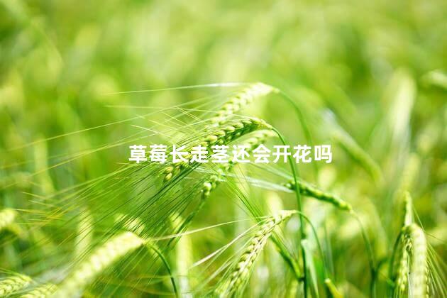 草莓长走茎还会开花吗 草莓不长走茎的原因