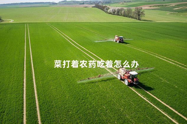 菜打着农药吃着怎么办